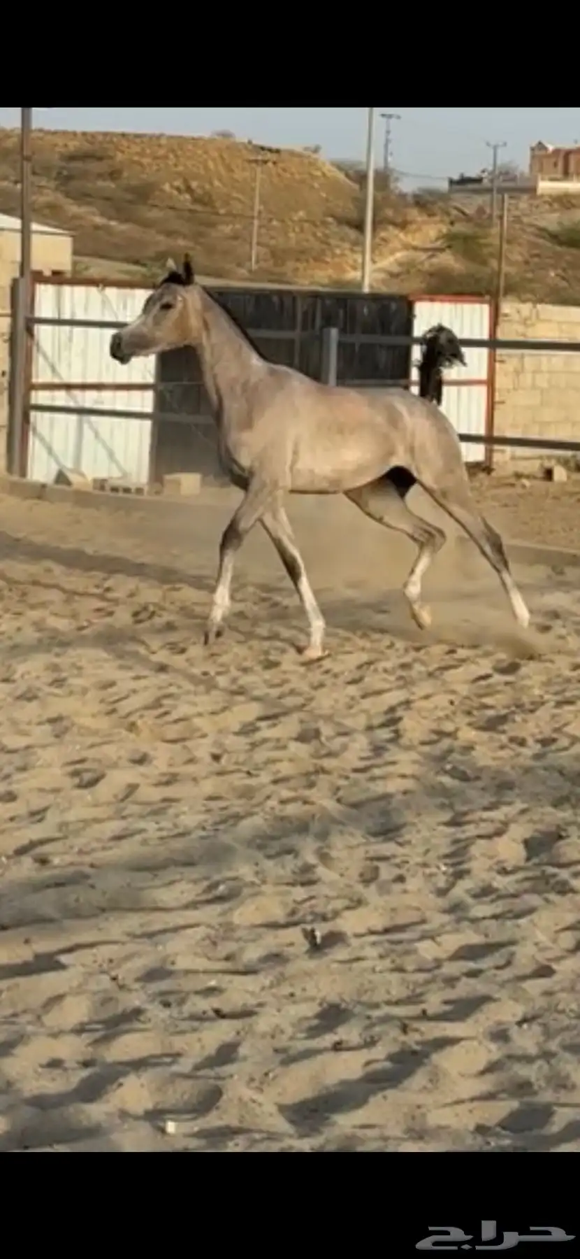 خيل 4