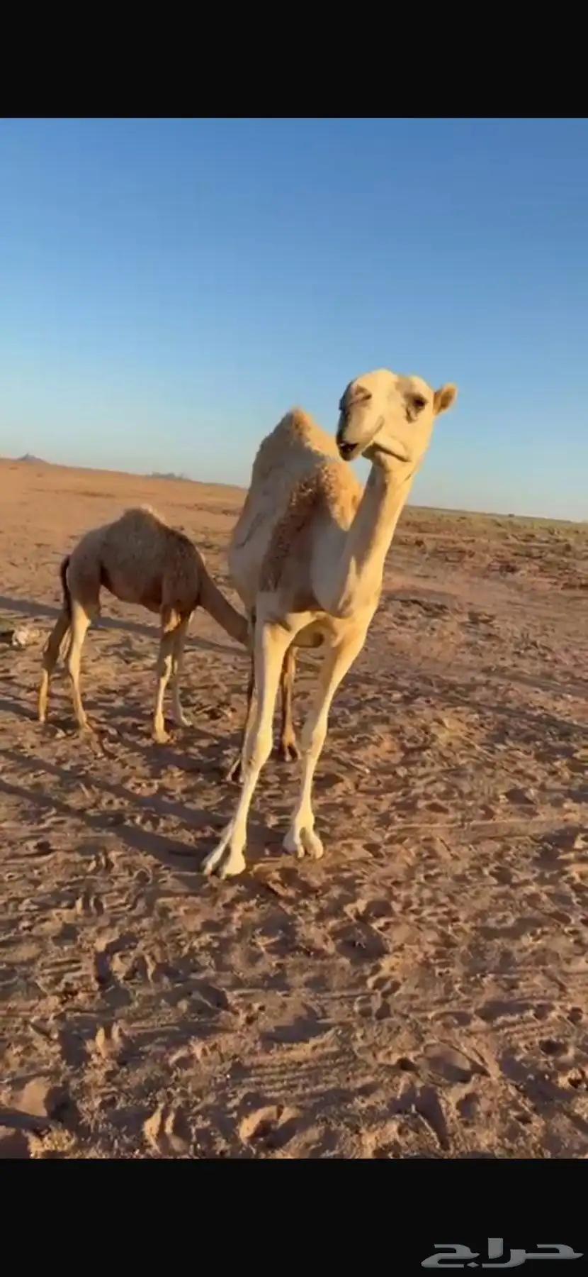 ناقه 1
