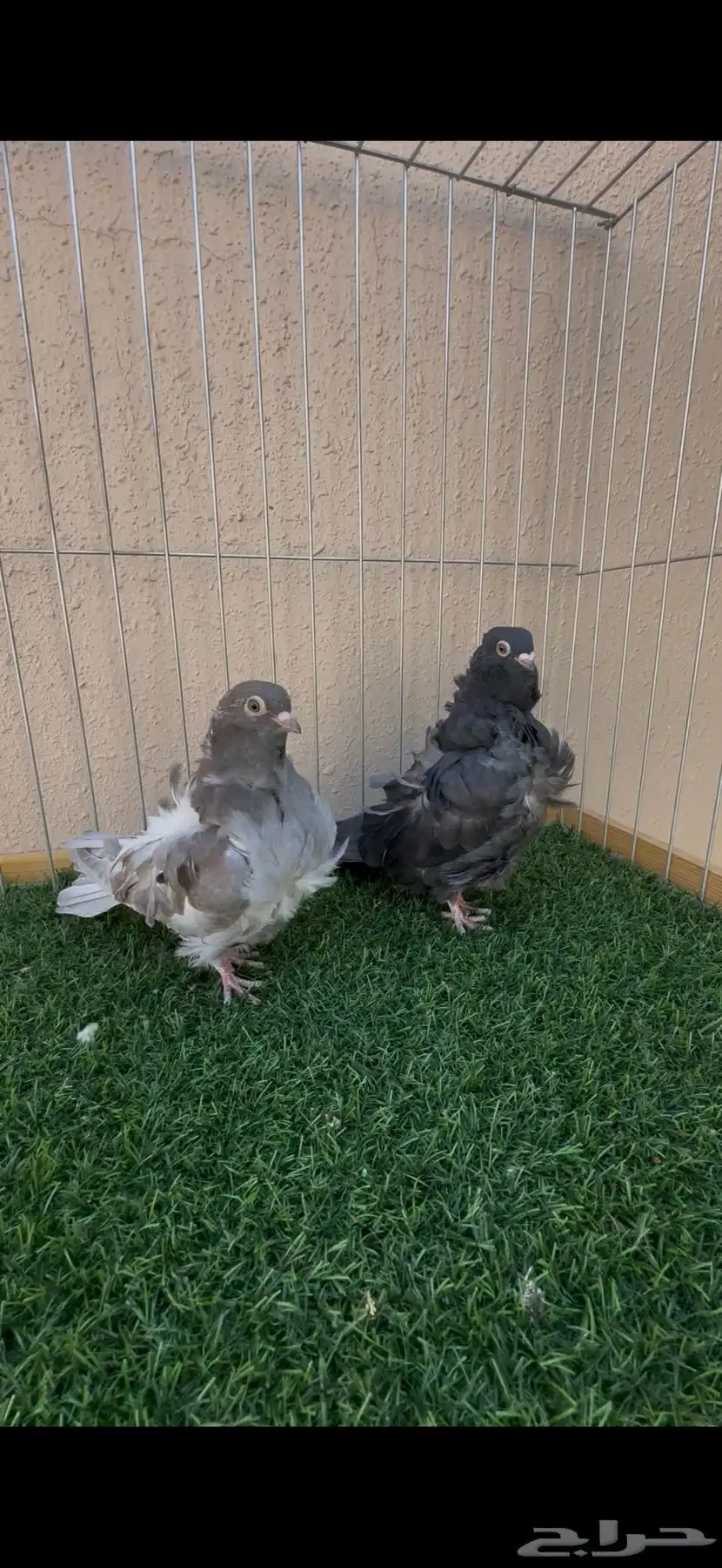 طبه كشكش 0