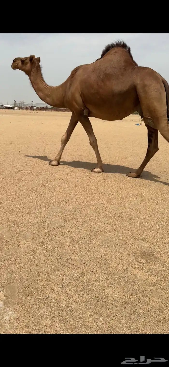 ناقة ساحليةلقحة للبيع 3
