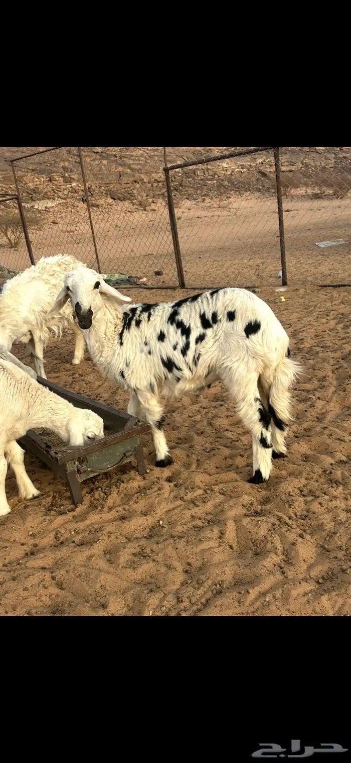 خروف فحل السن ثني مشروط 1