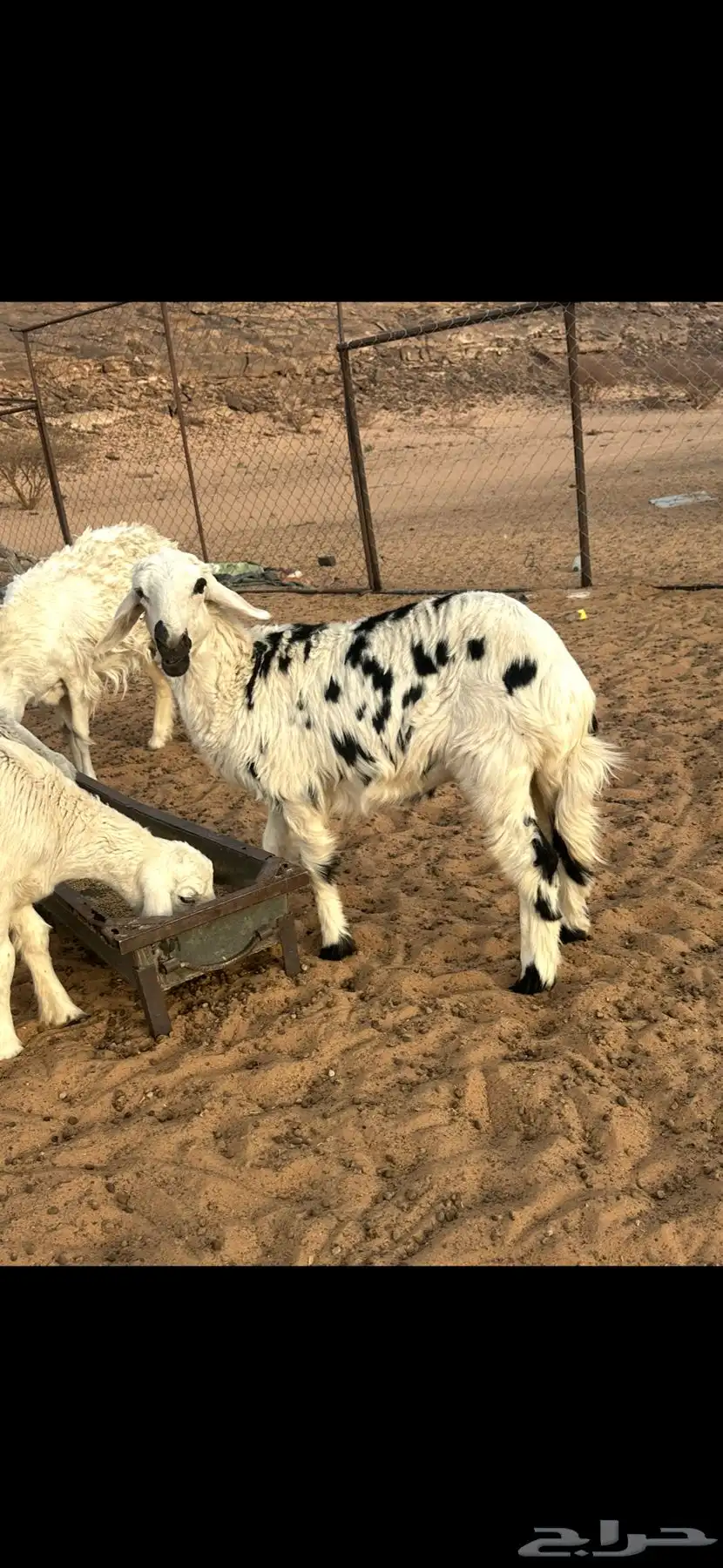 خروف فحل السن ثني مشروط 1