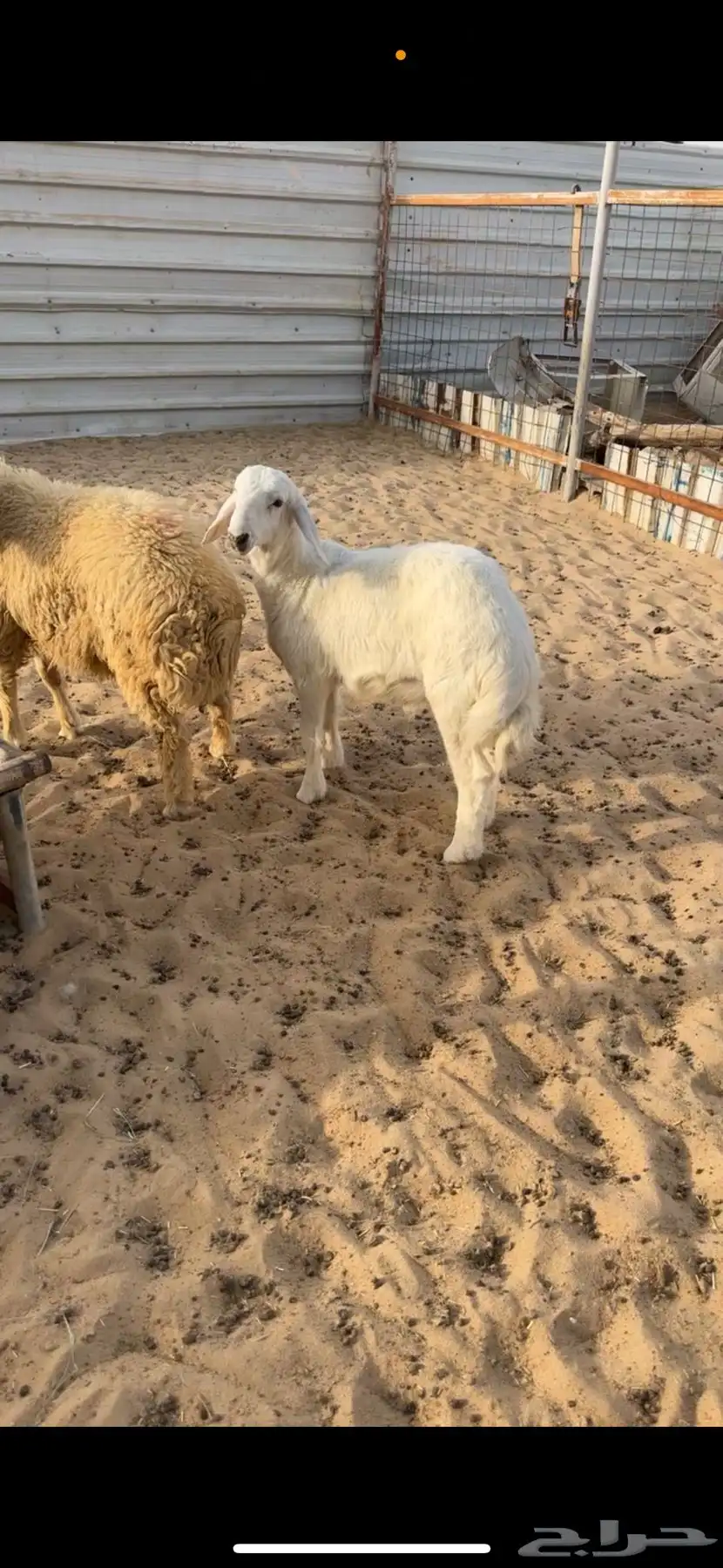 خروف هرفي حري فل الفل 0