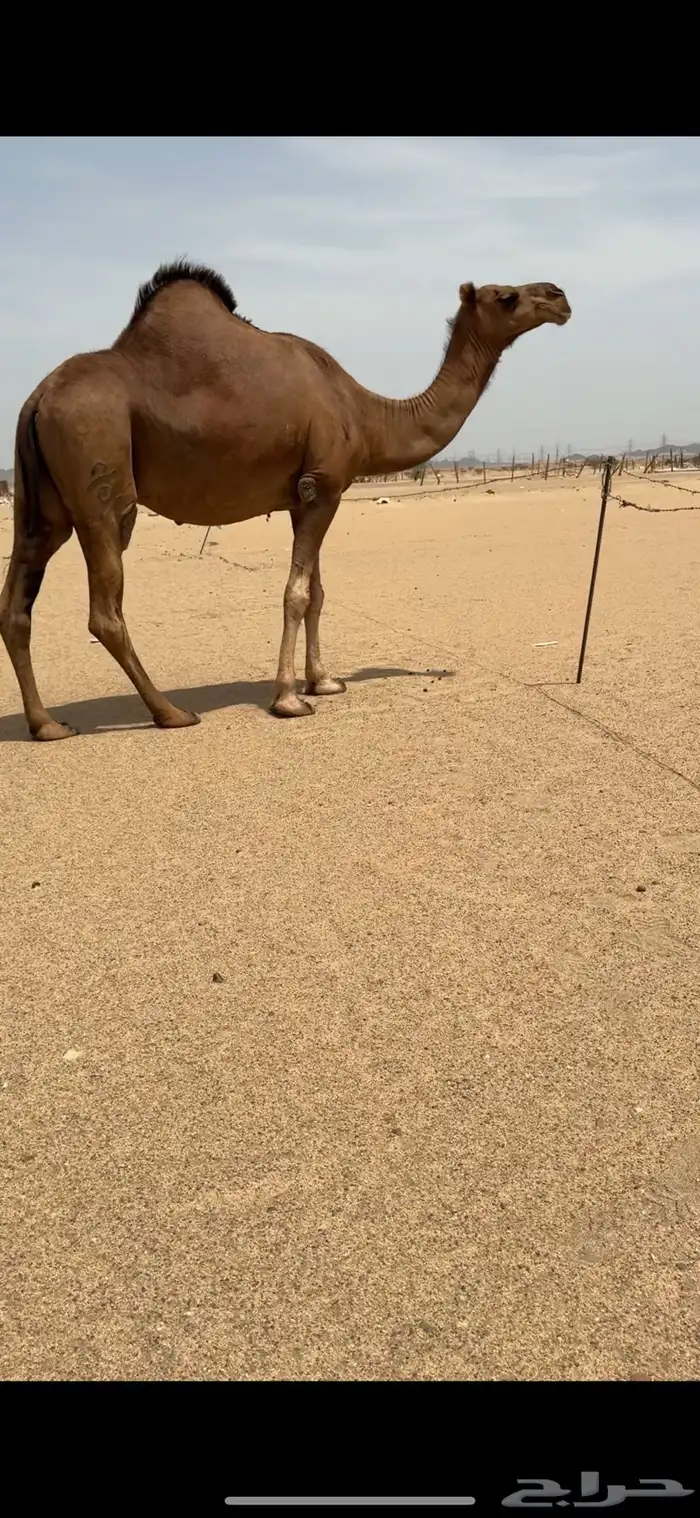 ناقة ساحليةلقحة للبيع 0