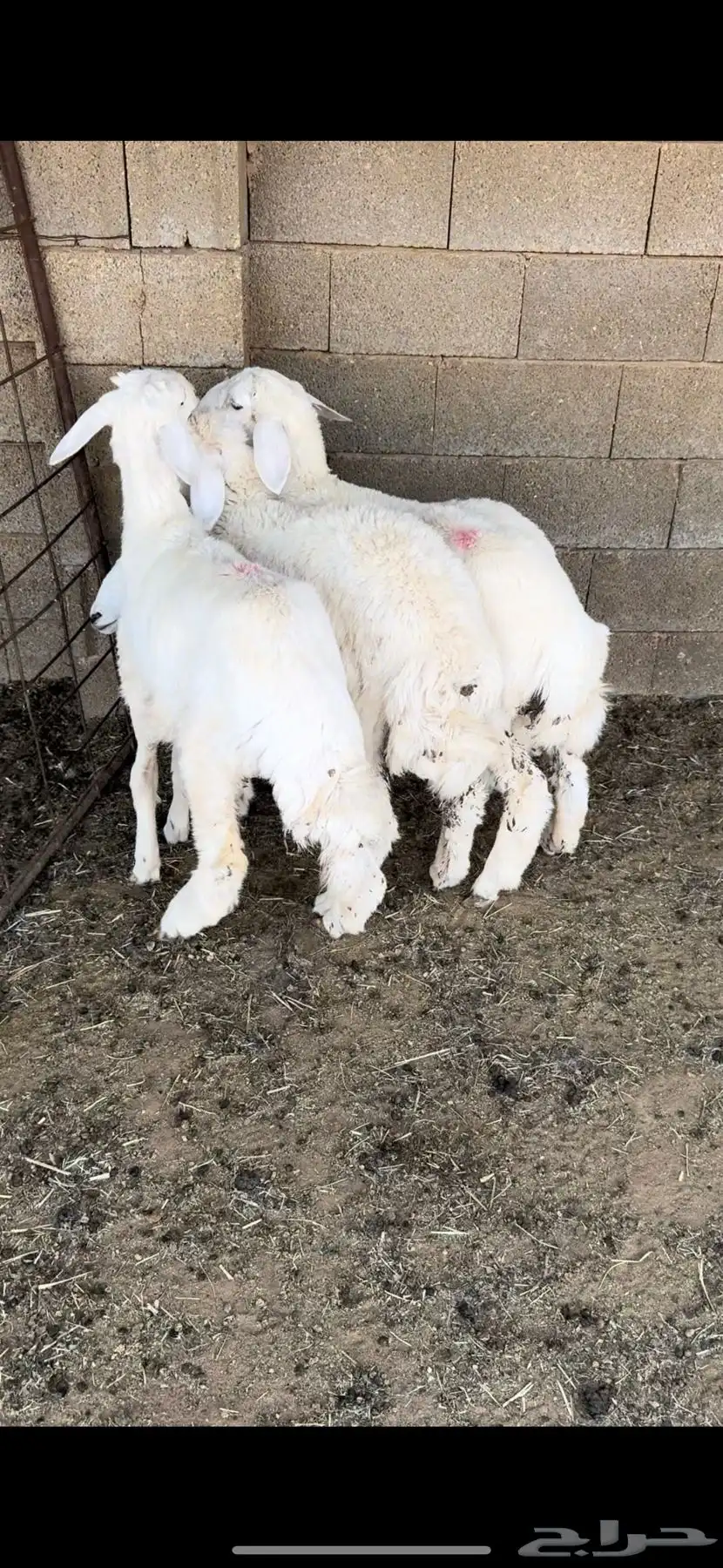 للبيع رخال حريه 1
