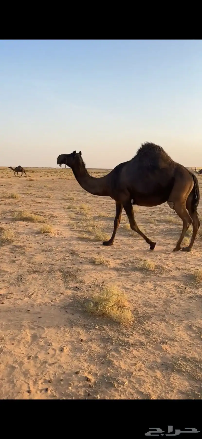 لقحات مجاهيم خوات طيبه وعلى الشرط 0