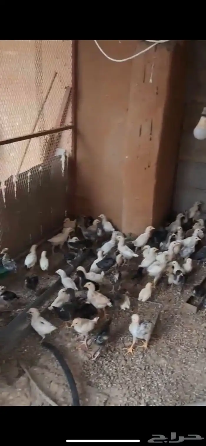 صيصان بلدي 2