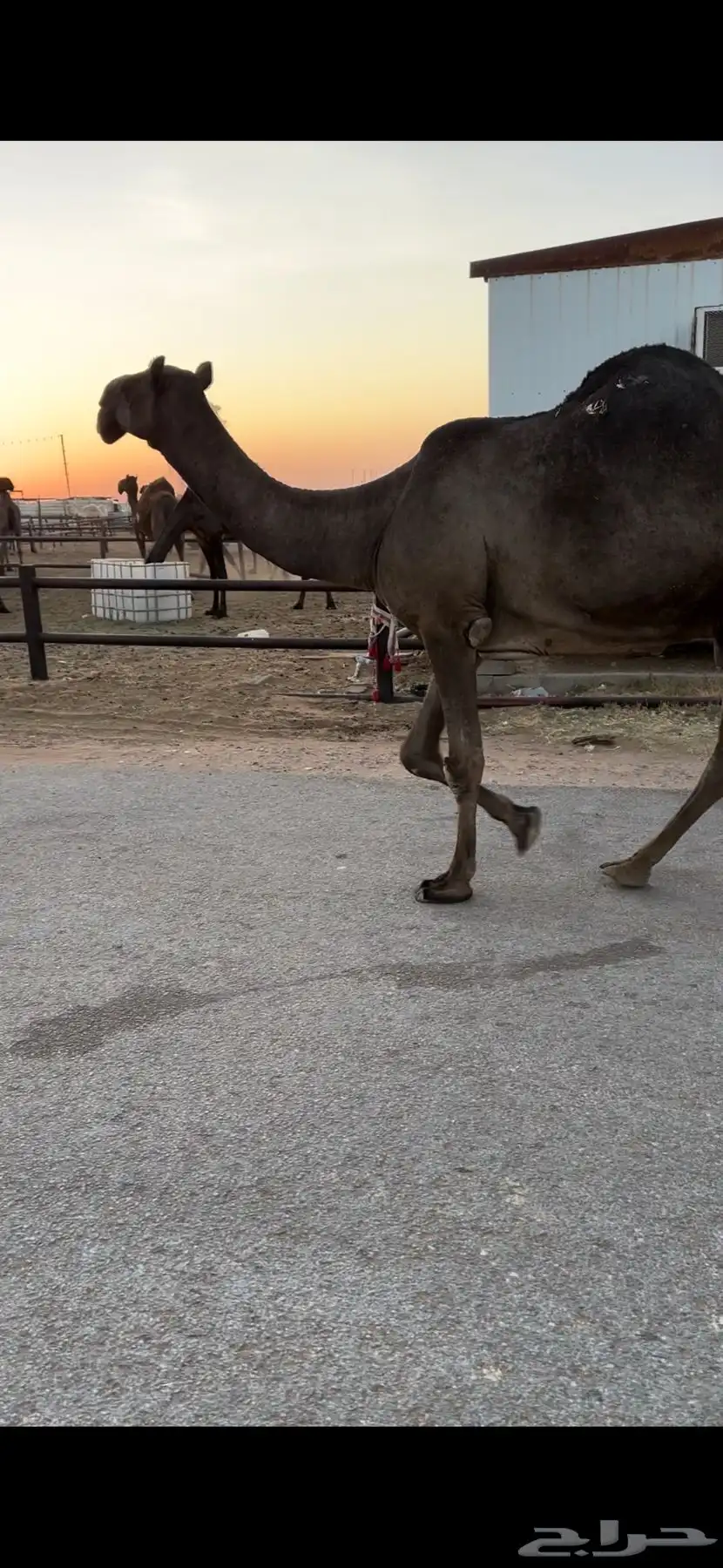 خفوت باكستانيه طيبة 5