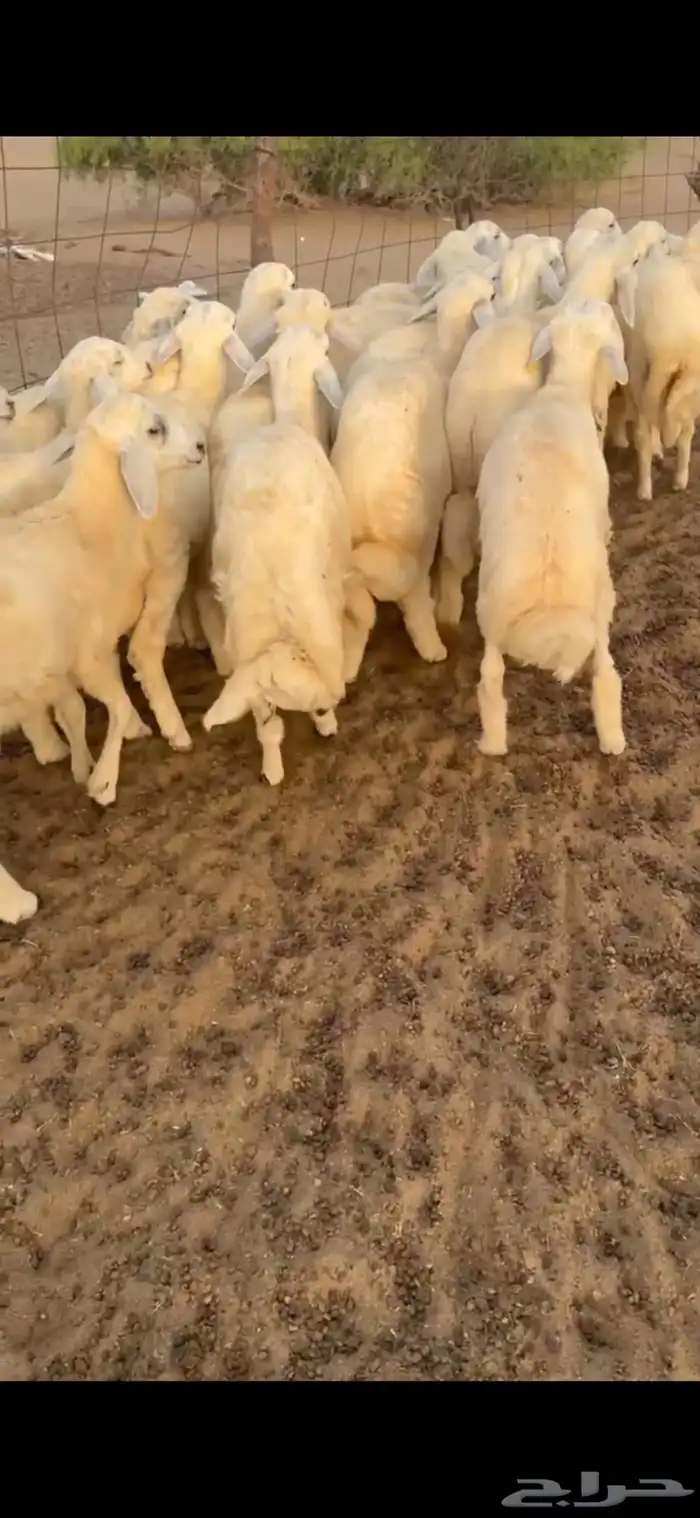 طليان طيبه سمان شعره وطرف العدد 21(تم البيع) 0