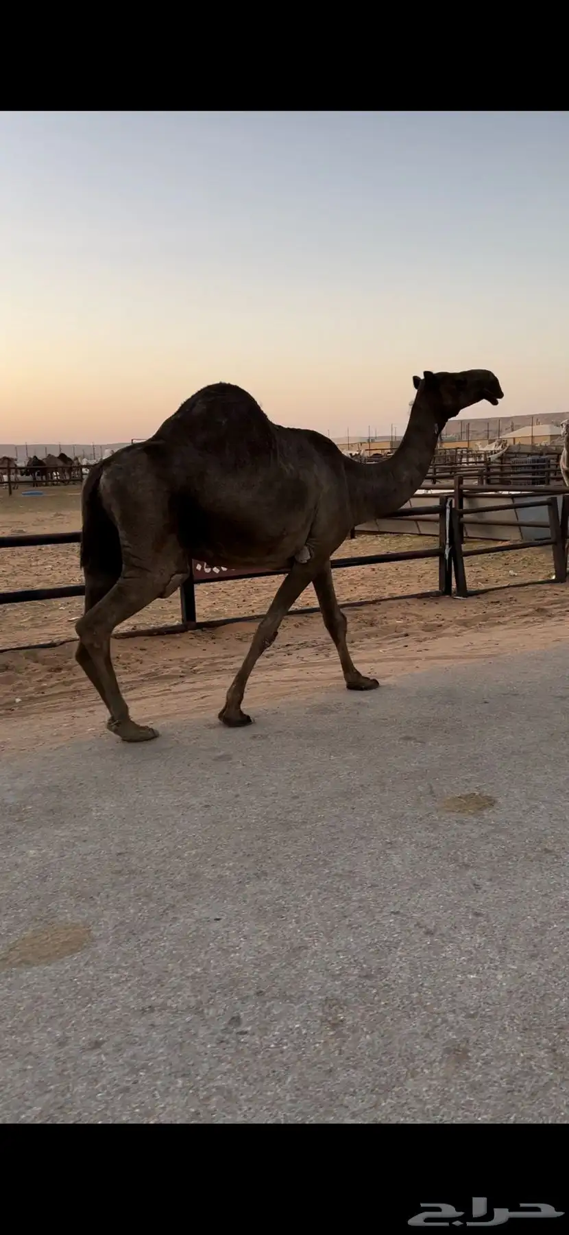 خفوت باكستانيه طيبة 6