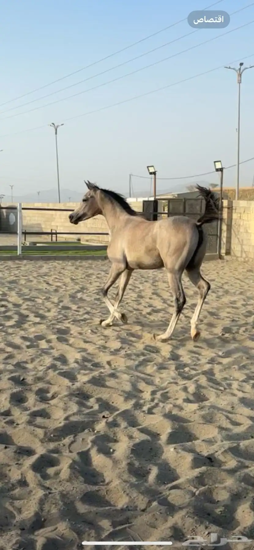 خيل 3
