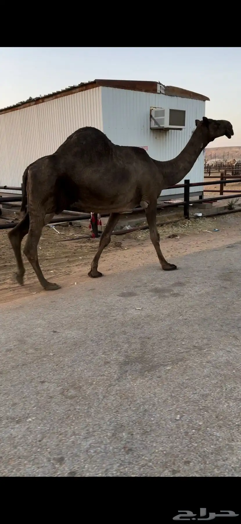 خفوت باكستانيه طيبة 3