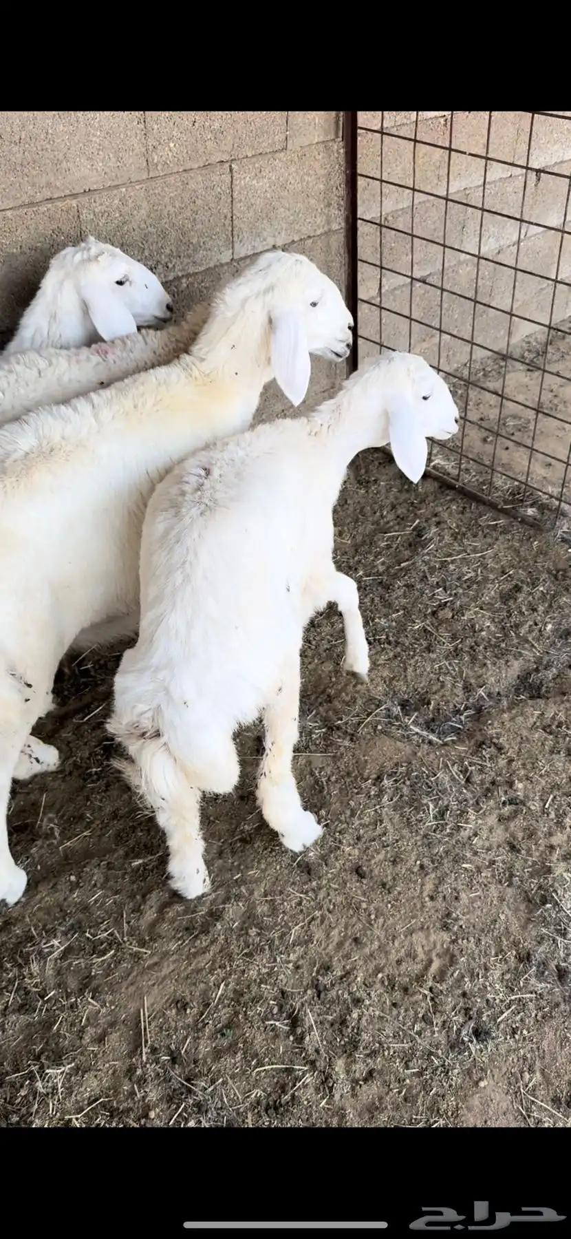 للبيع رخال حريه 4