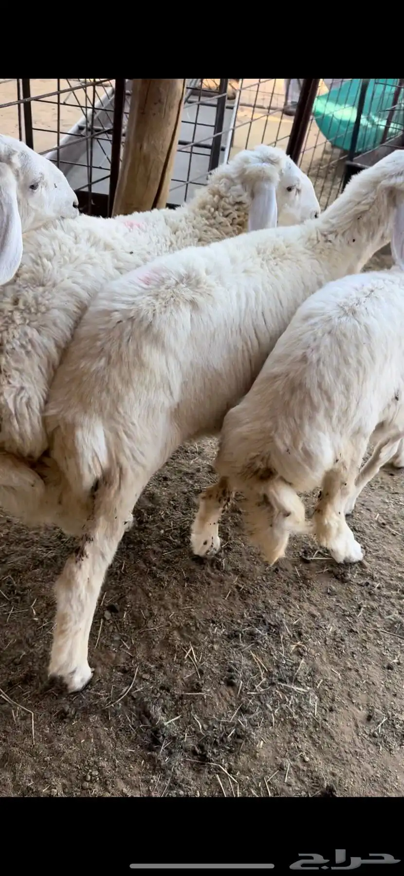 للبيع رخال حريه 3