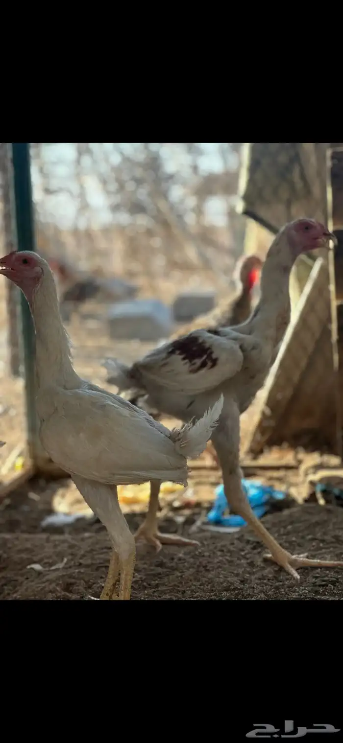 دجاج باكستاني 8