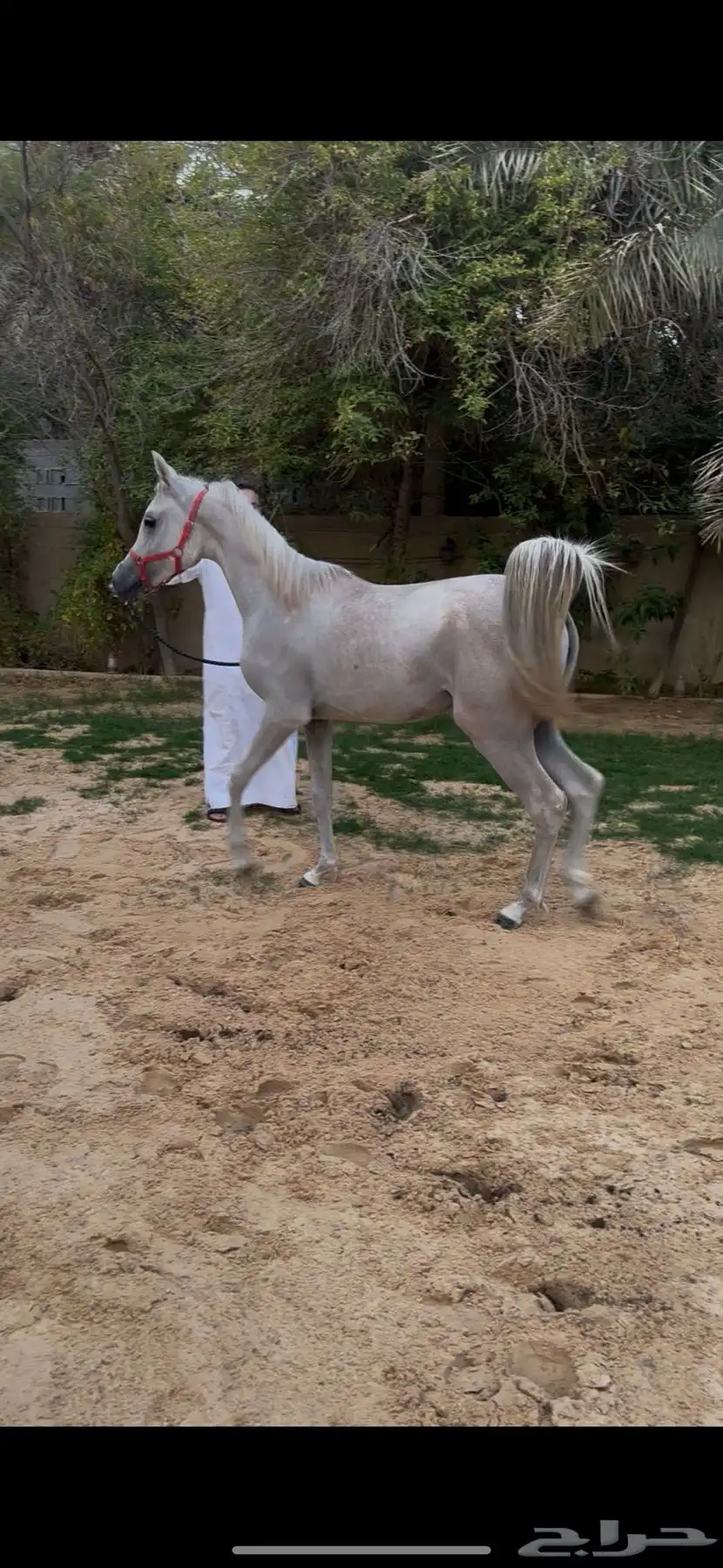 مهرة واهو فاخرة index