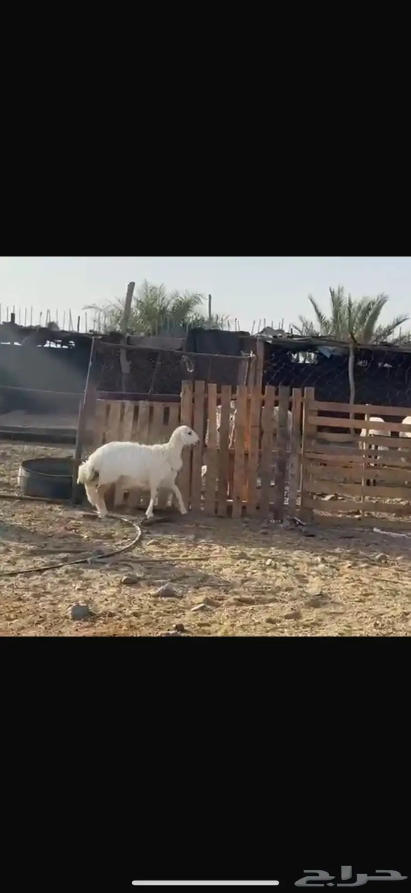 رخال حريات تربيه 2