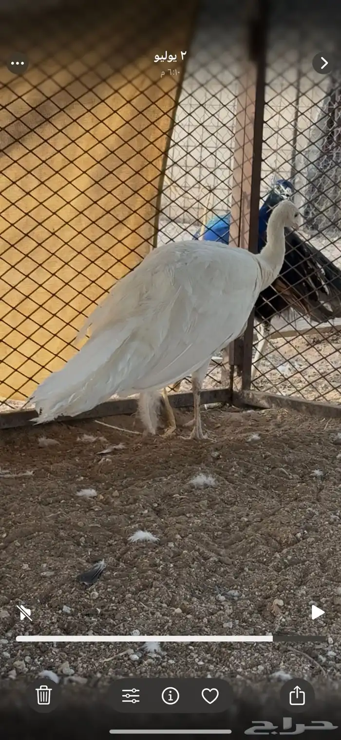 طاووس 1