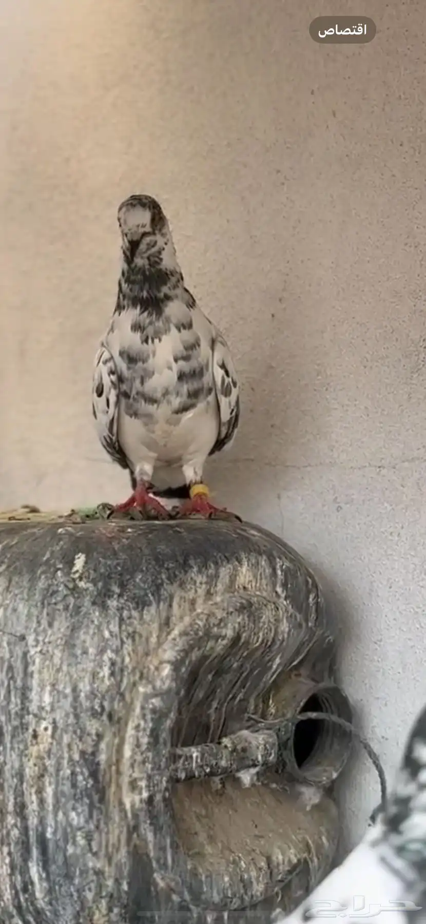 حمام بكستاني اصيل شرط صحه 1