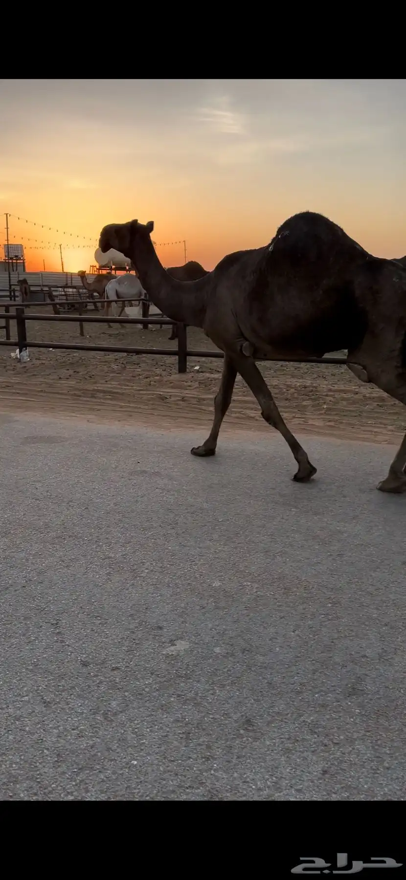 خفوت باكستانيه طيبة 4