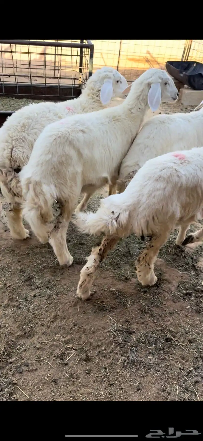 للبيع رخال حريه 2