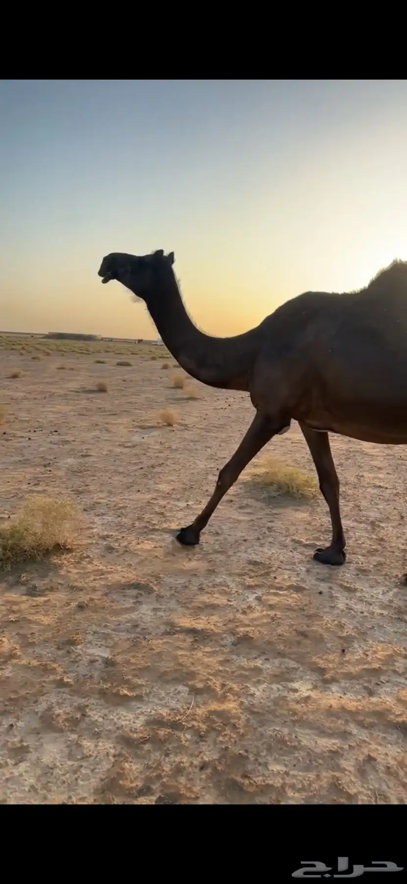 لقحات مجاهيم خوات طيبه وعلى الشرط 3