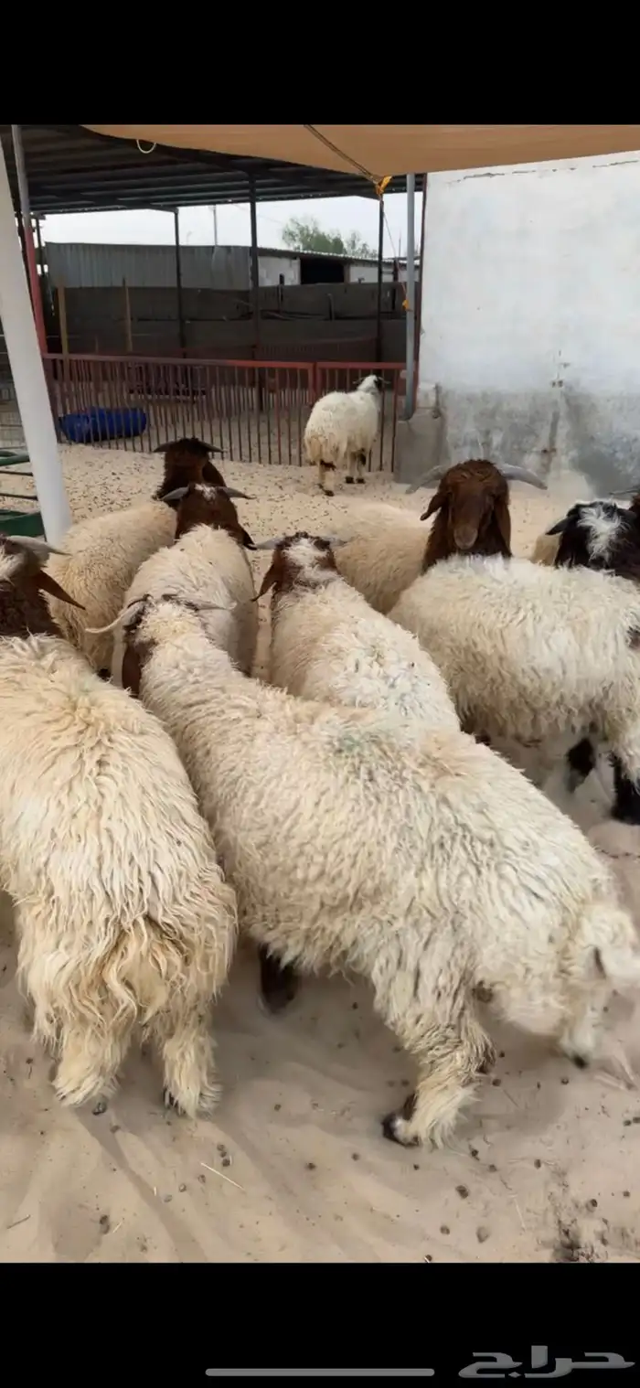 طليان نعيم 0