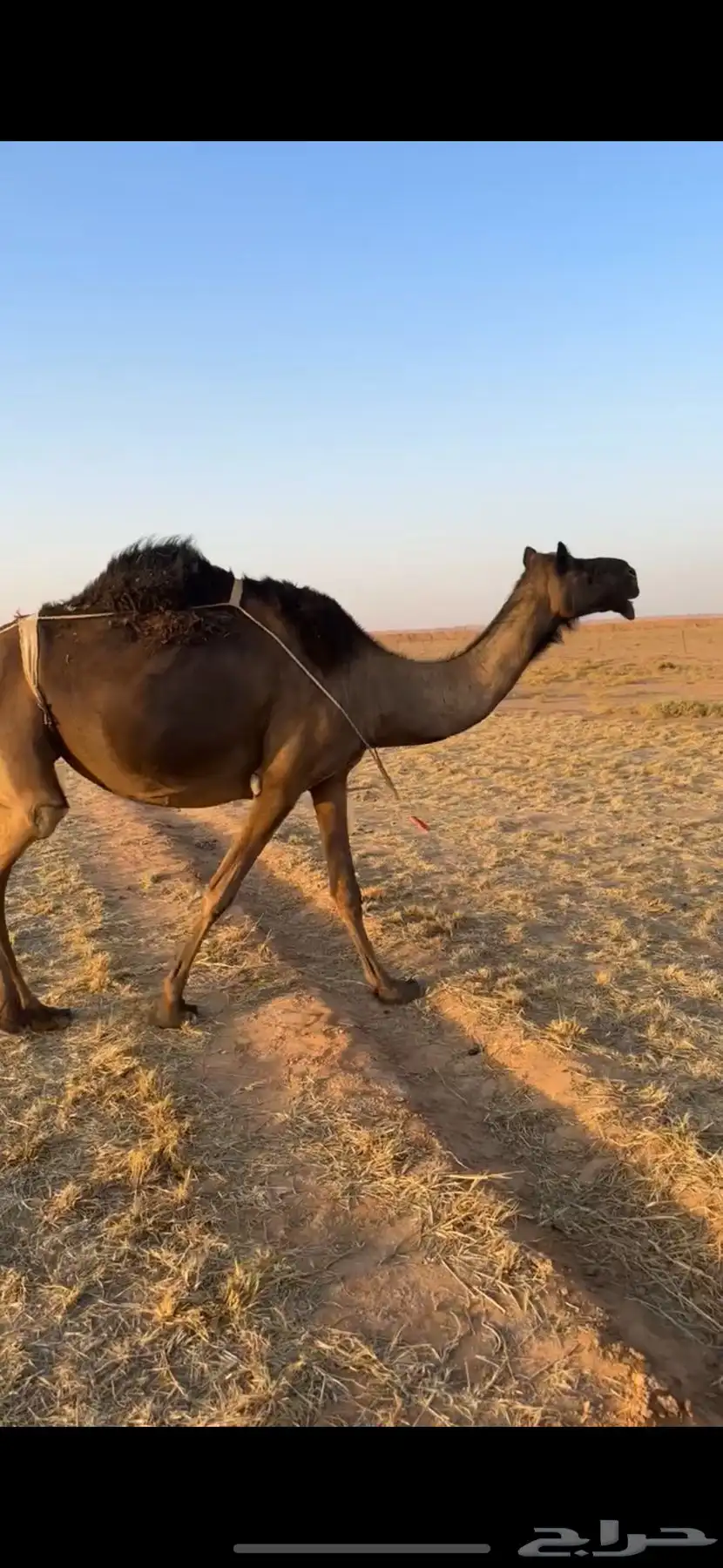لقحات مجاهيم خوات طيبه وعلى الشرط 1
