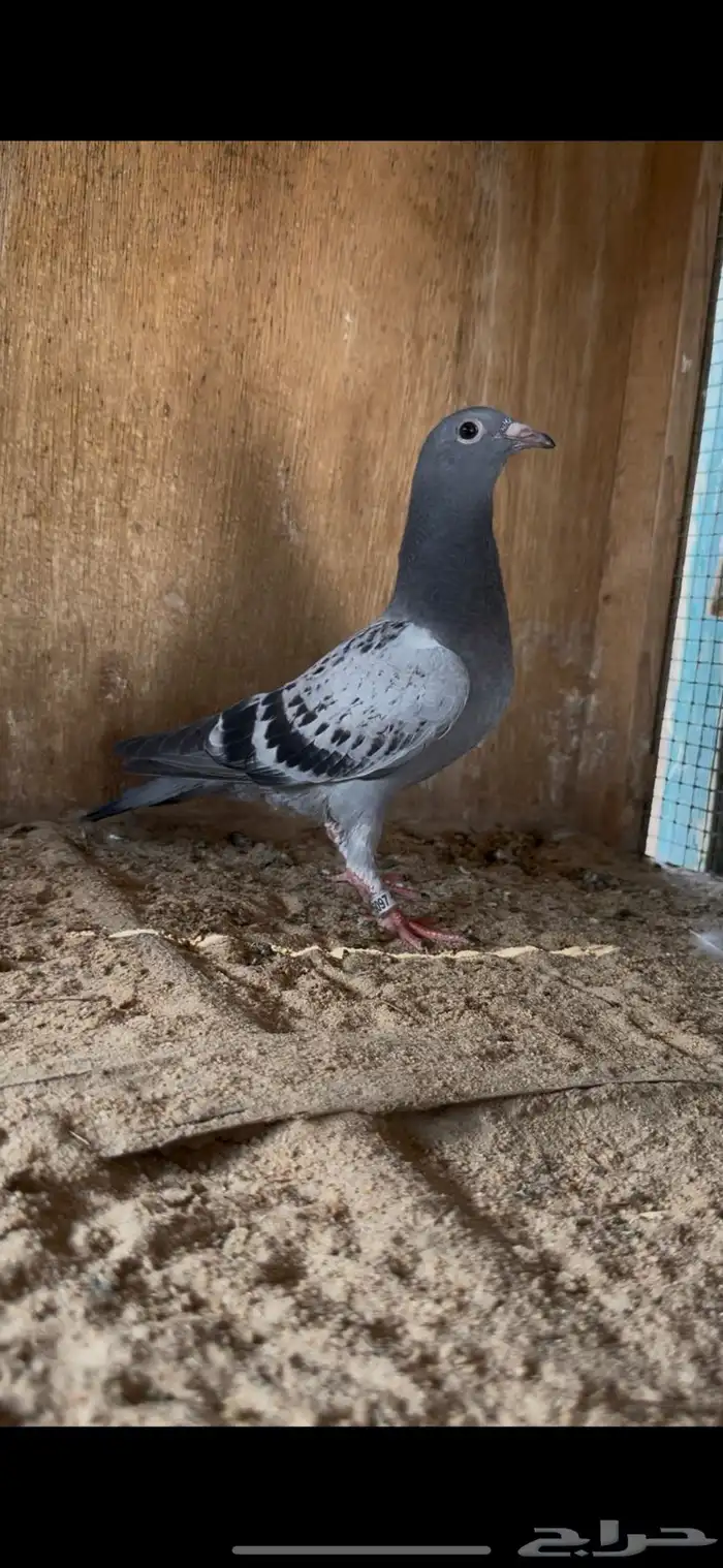 فرخ زاجل بشهادته .. اخ ابطال 4