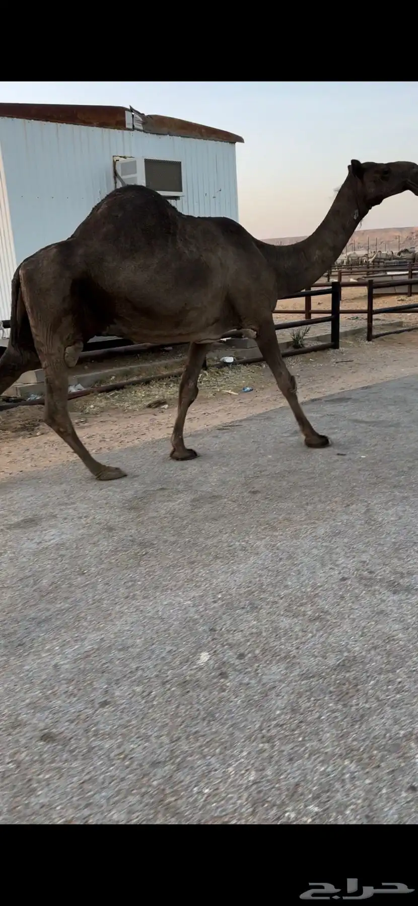 خفوت باكستانيه طيبة 1