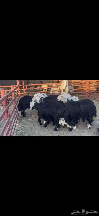 جذعات نجد دفيع 2