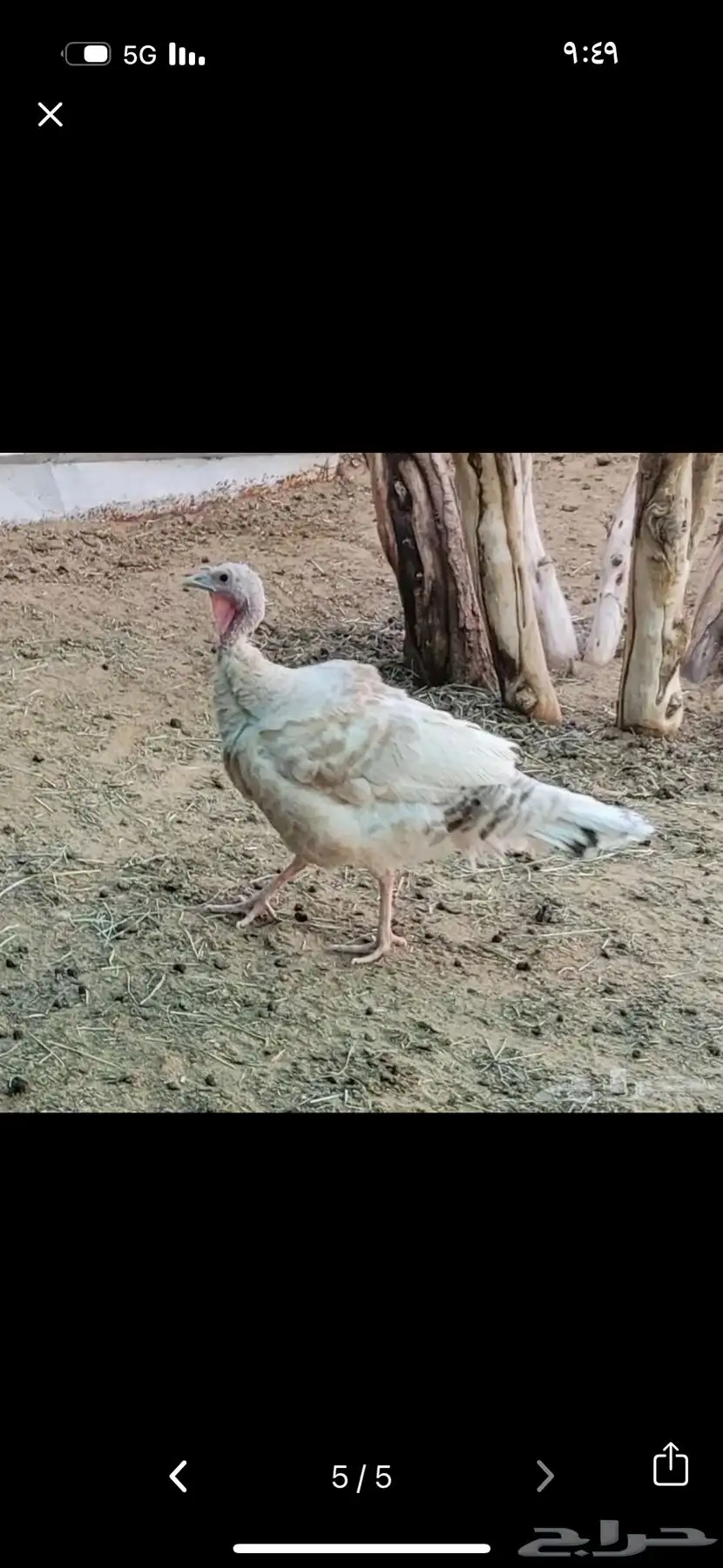 دجاجه روميه شرط البيض ورجانه 0