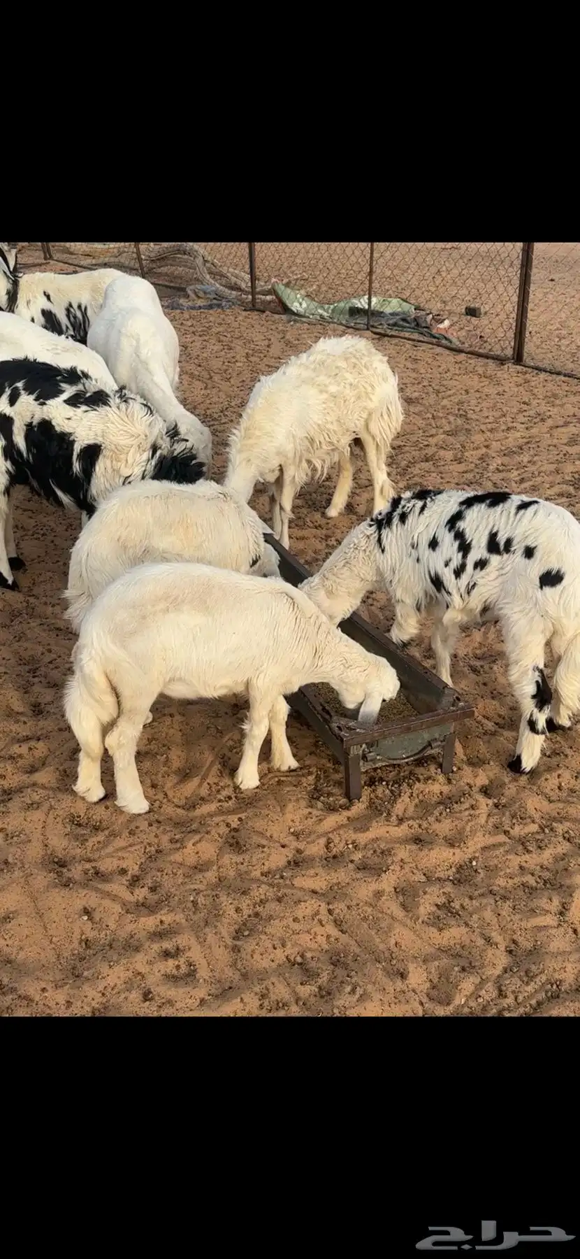 خروف فحل السن ثني مشروط 4