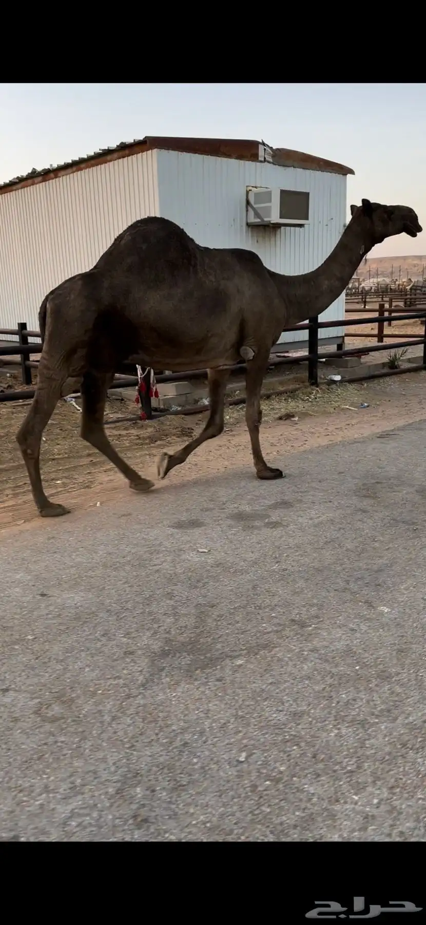خفوت باكستانيه طيبة 2