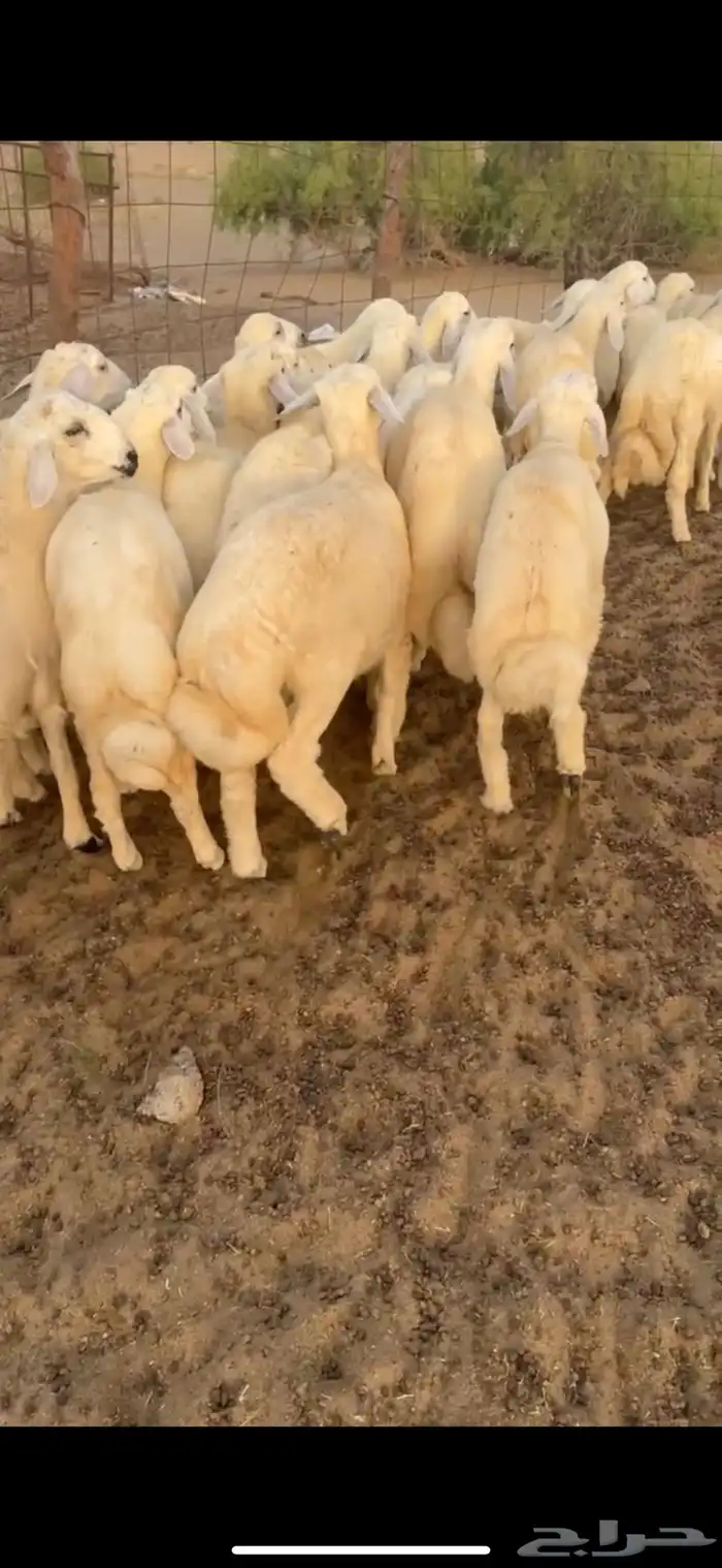 طليان طيبه سمان شعره وطرف العدد 21(تم البيع) 2