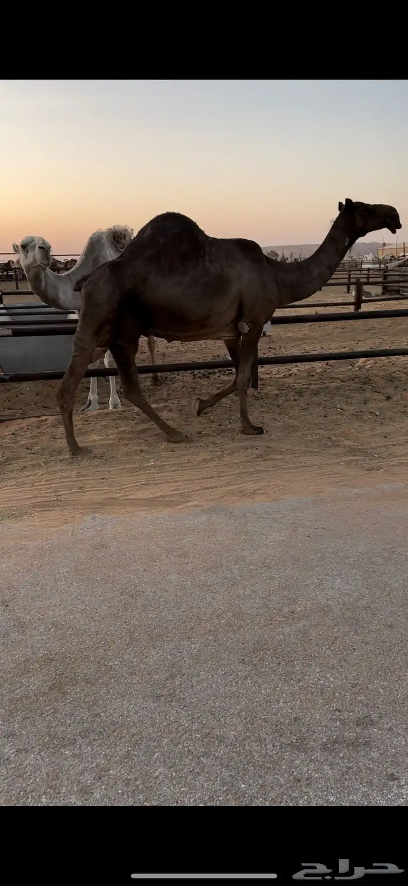 خفوت باكستانيه طيبة 0