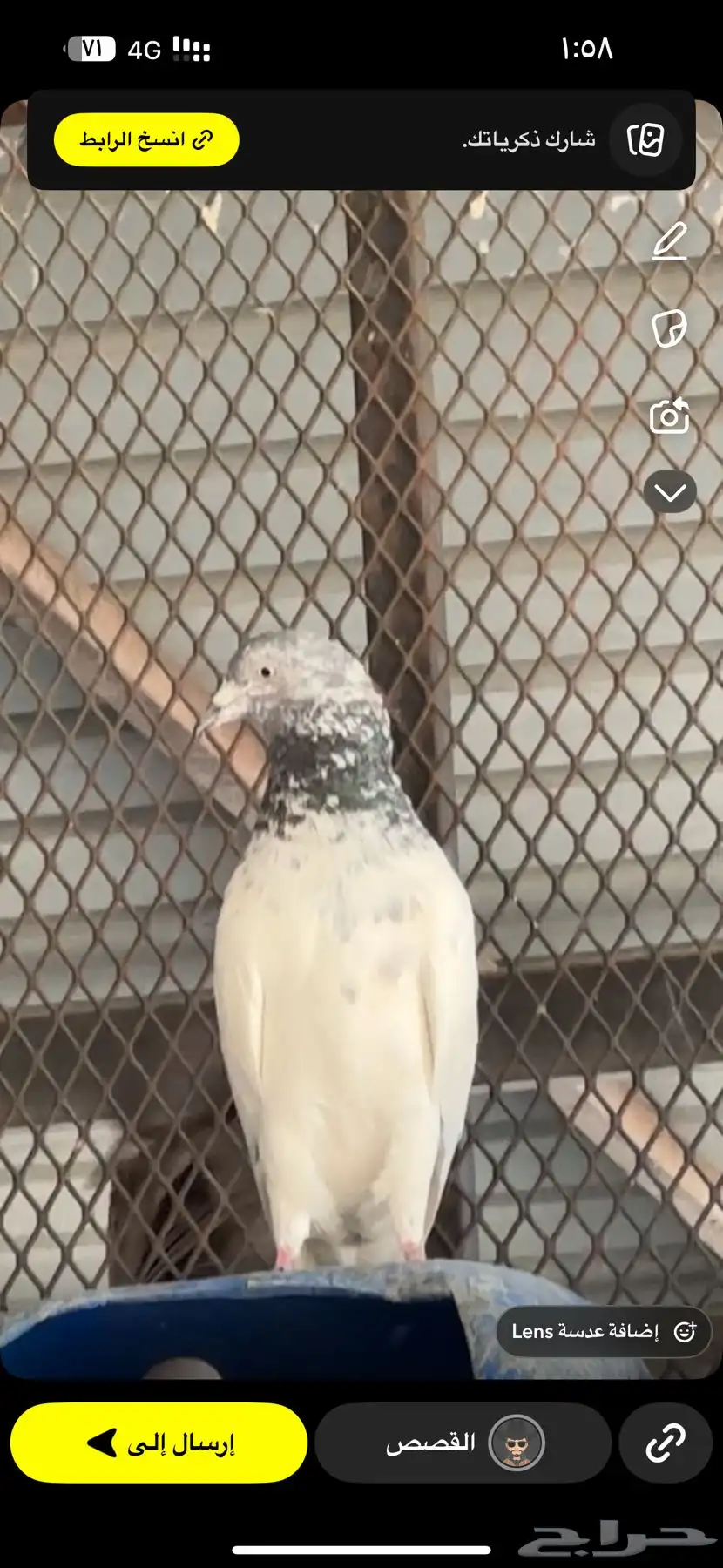 حمام باكستاني للبيع 9
