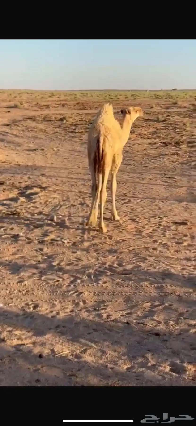 ناقه 2