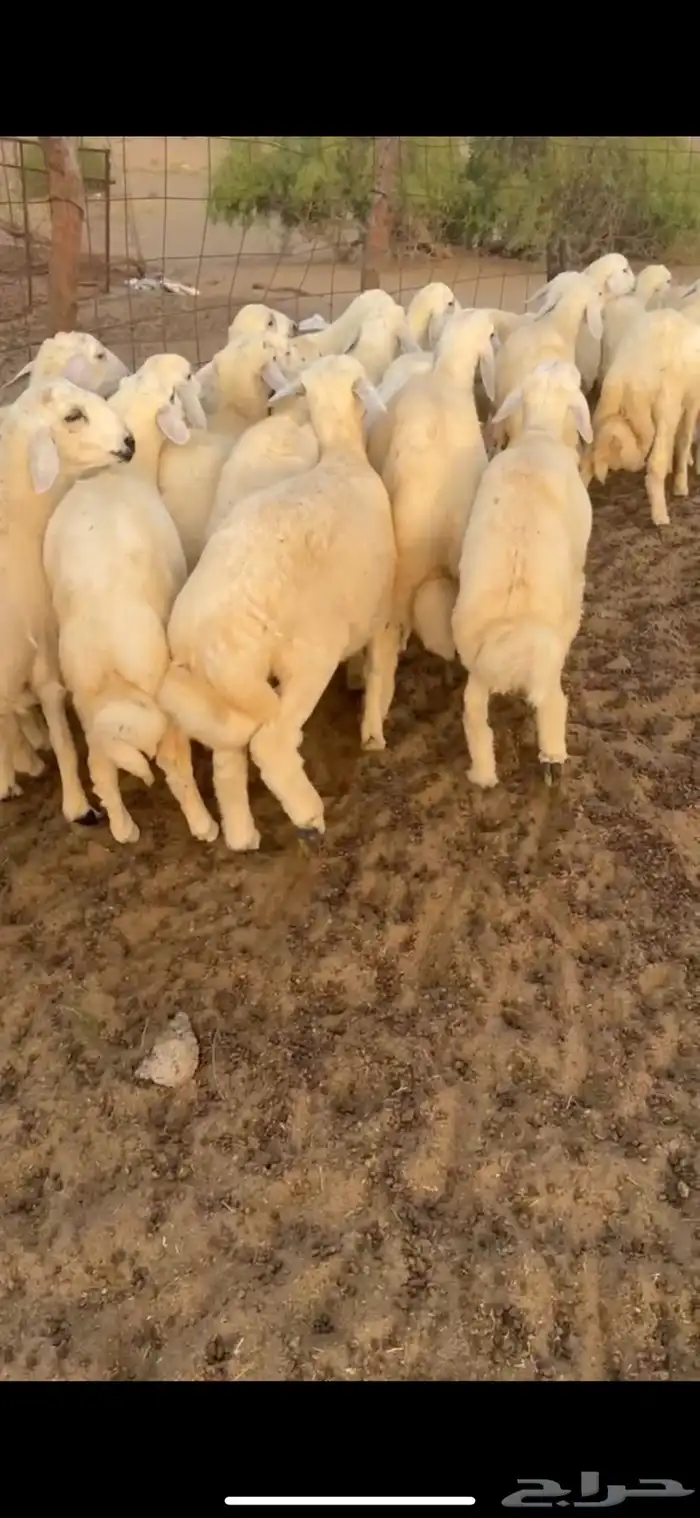 طليان طيبه سمان شعره وطرف العدد 21(تم البيع) 1