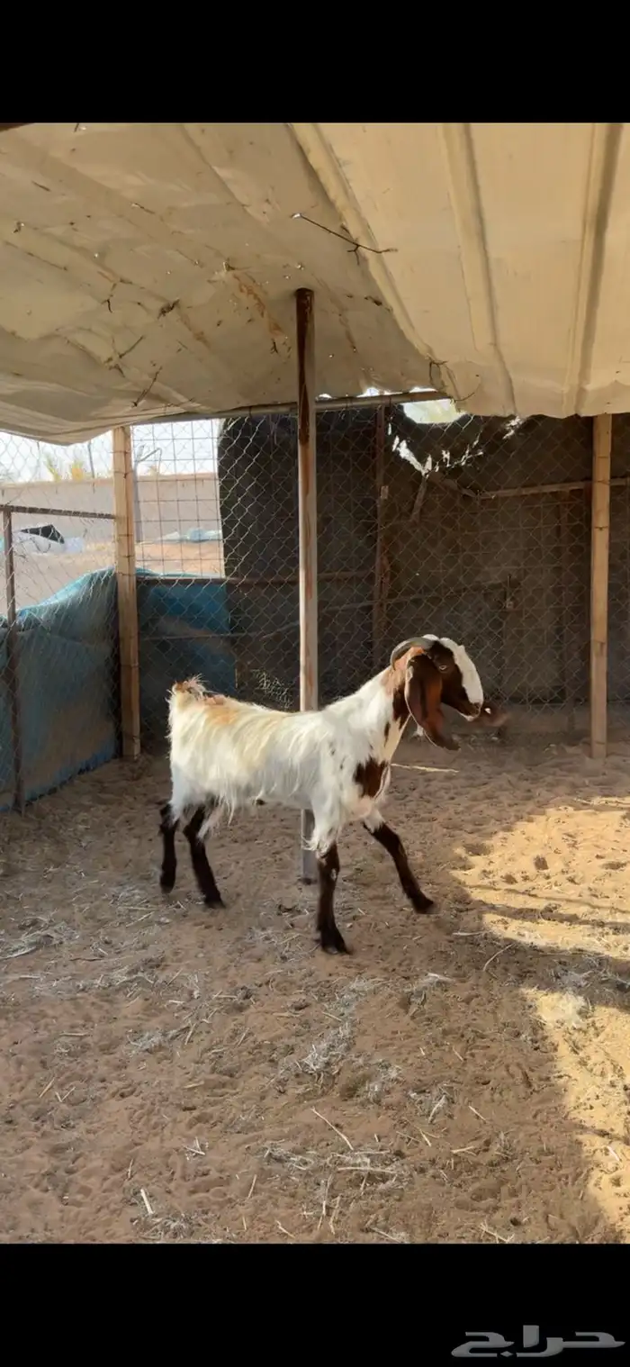 عنز توها تطلع ثنيتها تم البيع 0