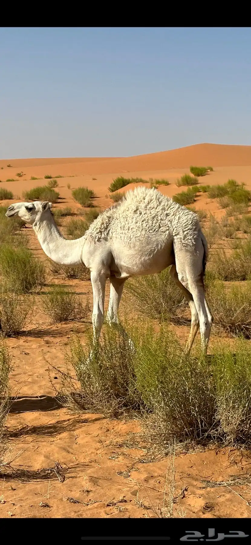 حشو 0