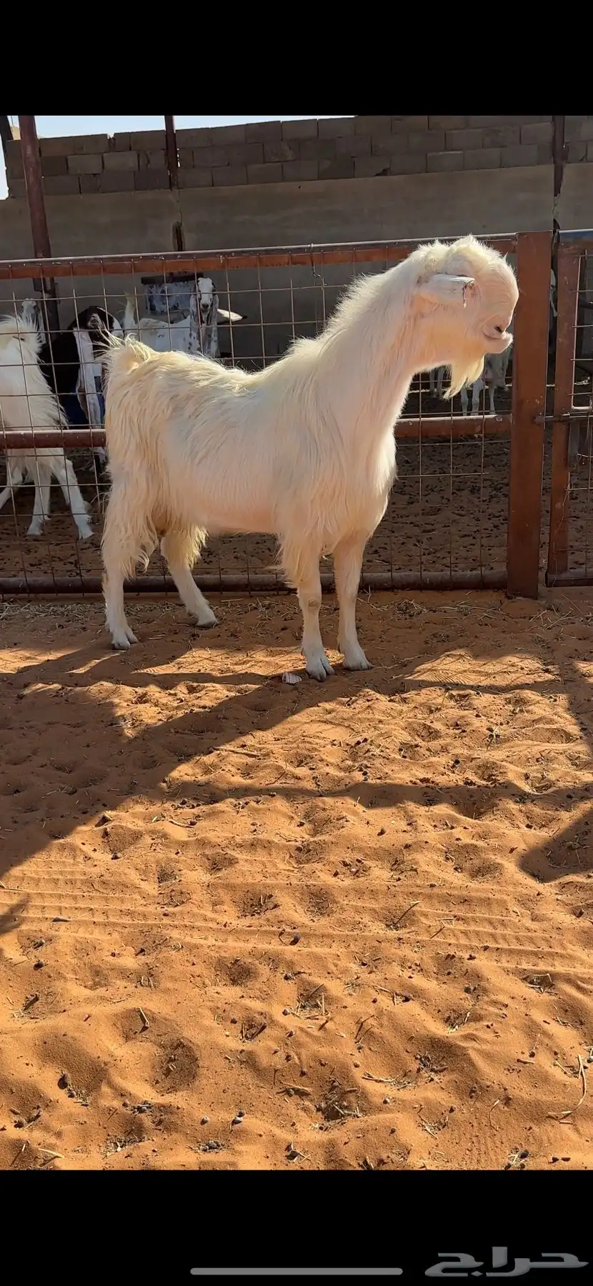 تيس شامي خصم 1