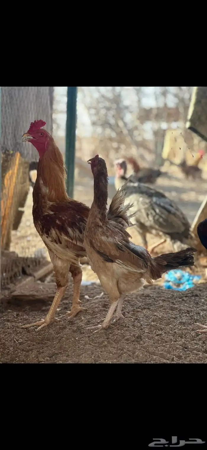 دجاج باكستاني 3
