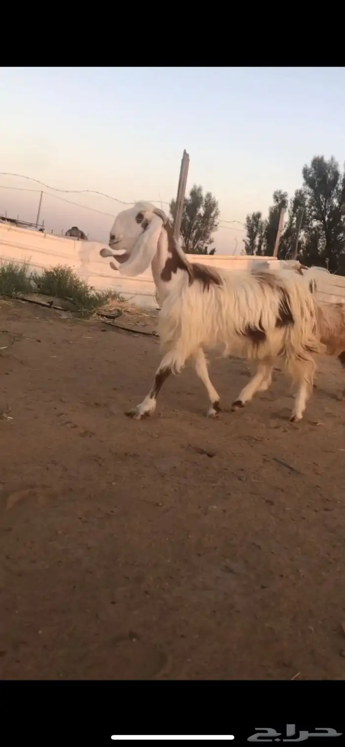 للبيع عنز فاخرة متبوعه ب تيس 0