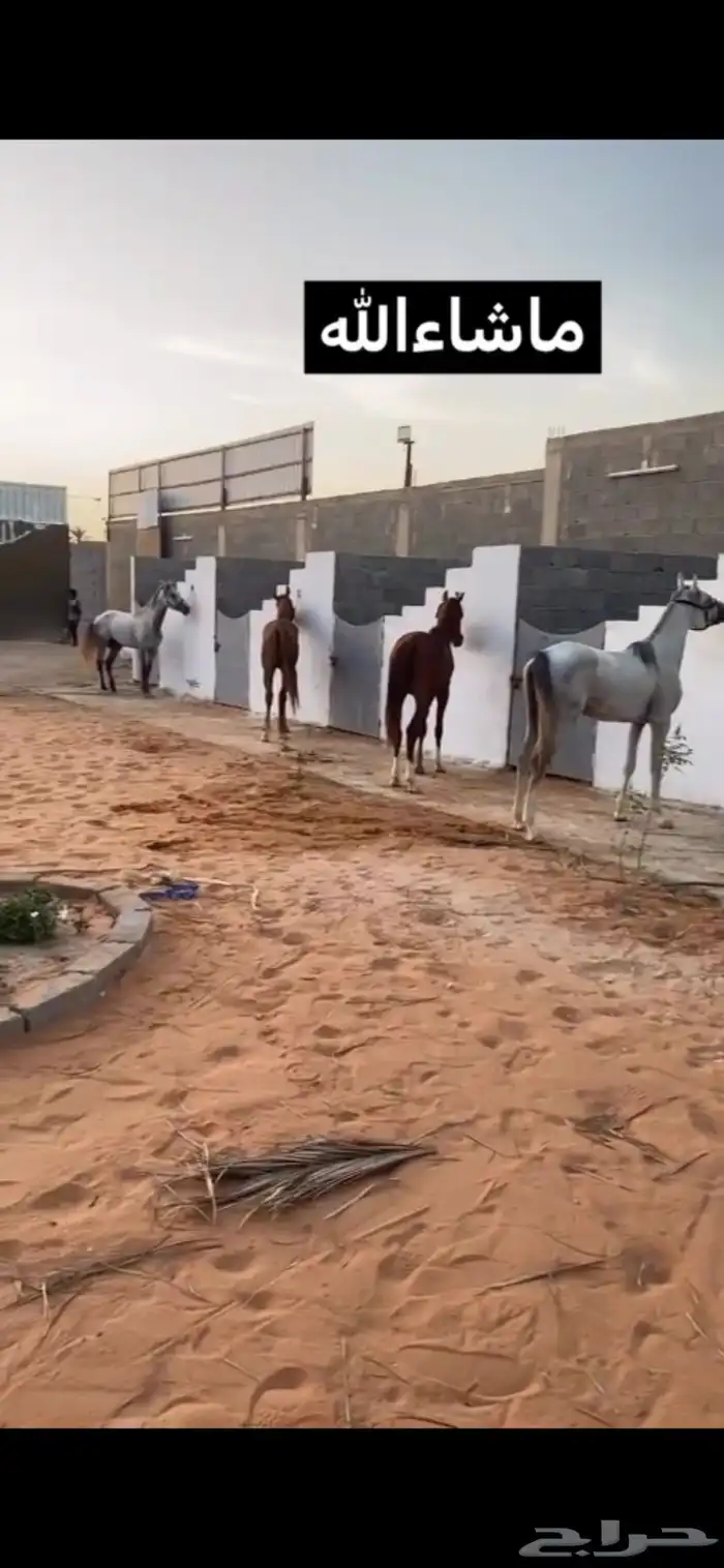 عرض ايواء مربط الابجر 5