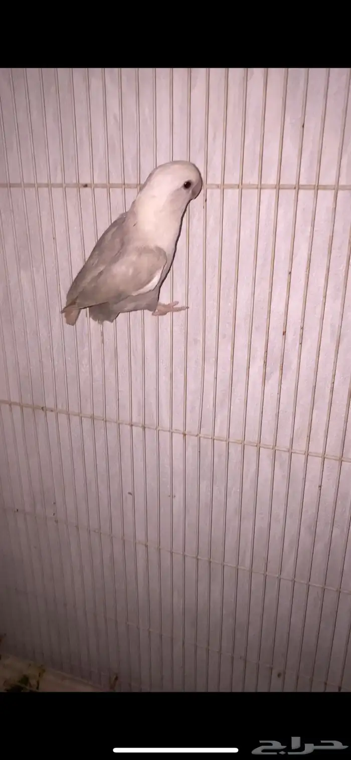 انثى روز منتجه 1