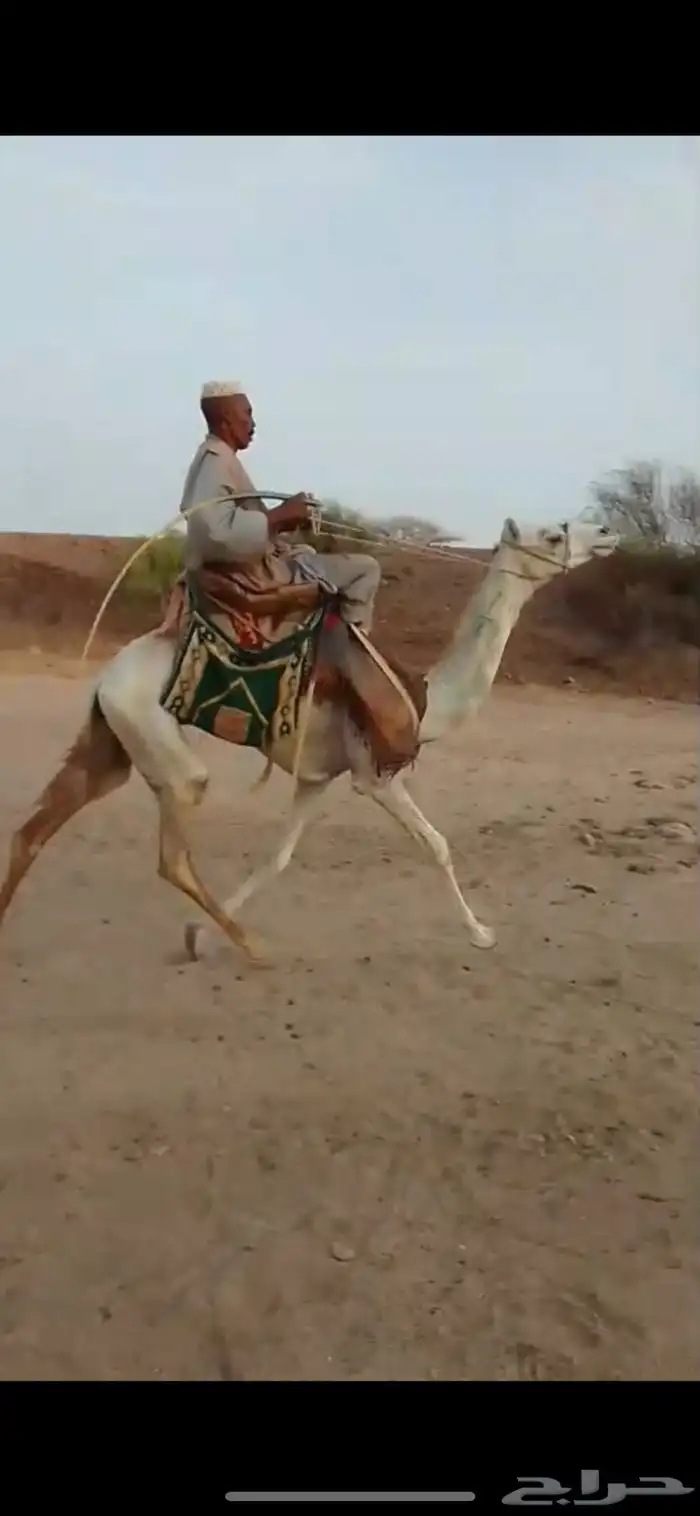 قعود السن لقي دخل جذع طايع على شرط القعود 0