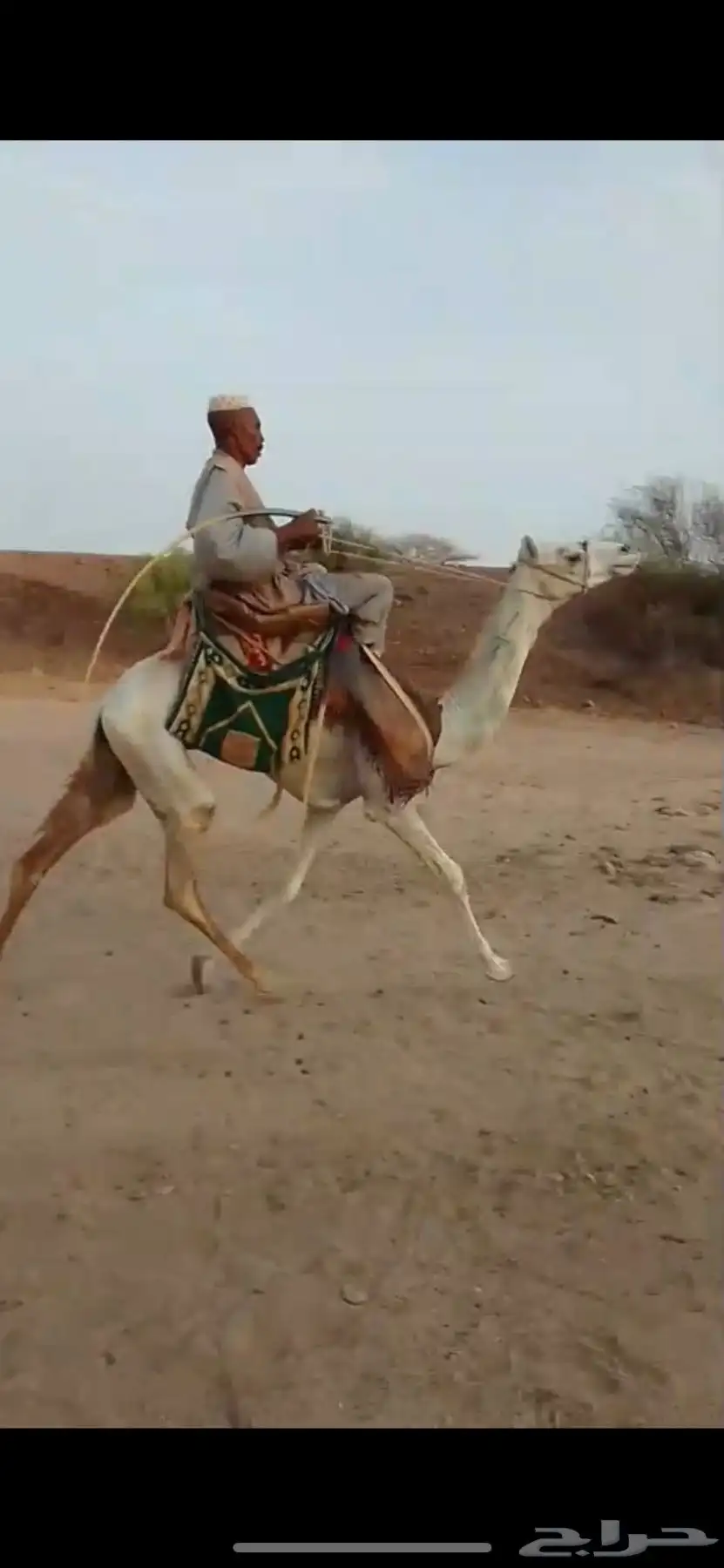 قعود السن لقي دخل جذع طايع على شرط القعود 0