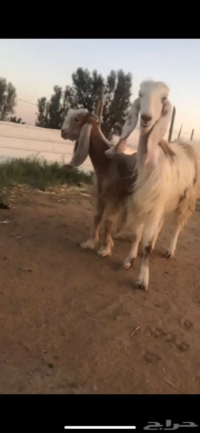 للبيع عنز فاخرة متبوعه ب تيس 1