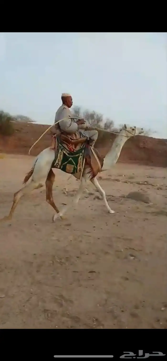 قعود السن لقي دخل جذع طايع على شرط القعود 1
